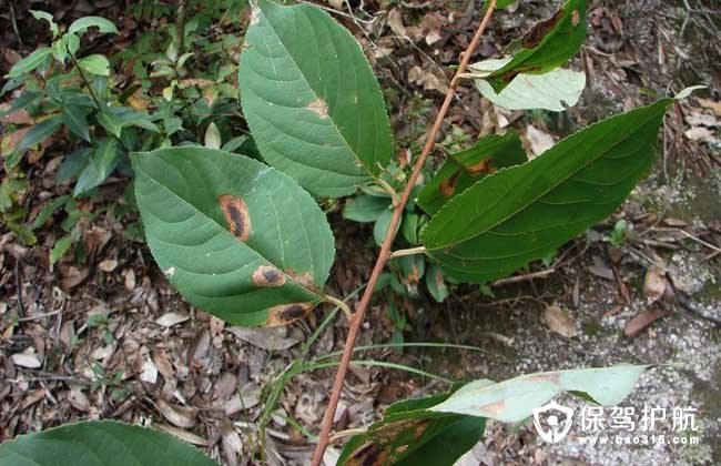 浏览 雷公藤别称黄藤,黄腊藤,菜虫药等,为卫矛科雷公藤属藤本灌木植物