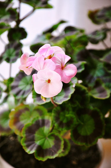 坚强的小天，冬季里依然充满着粉色的微笑~我特别特别喜欢樱花，但是樱花要等每年的4月才会盛开，在寒冷的冬天里能看到这样粉色的花瓣感觉比樱花更美许多