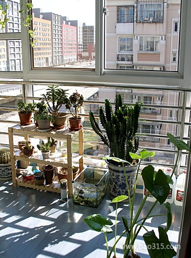 盆栽装饰下的室内小阳台