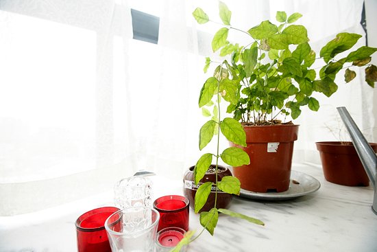 客厅飘窗，在夏天里相爱的绿植和红色杯子。