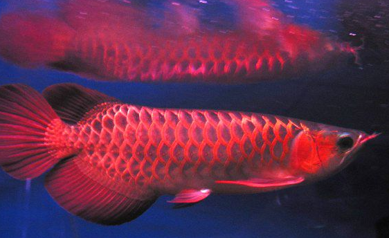 红龙鱼，鱼类养殖，装修知识