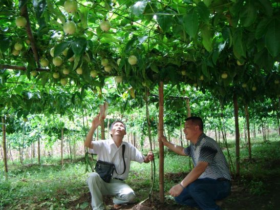 百香果的种植技术与方法介绍