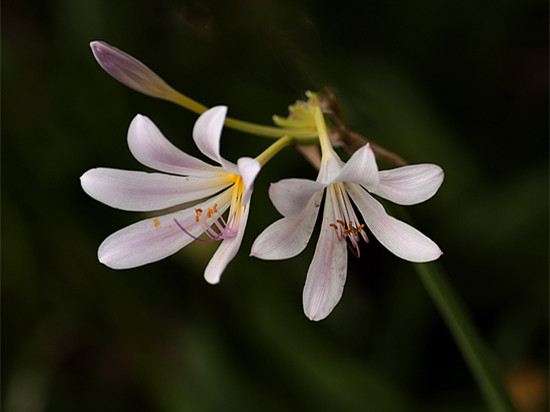 曼陀羅花的種類，曼陀羅花有毒嗎？