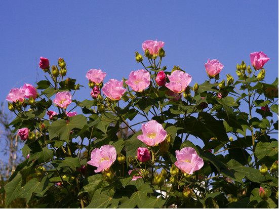 木芙蓉的生長習(xí)性以及養(yǎng)殖方法