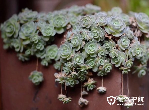 多肉植物如何施肥