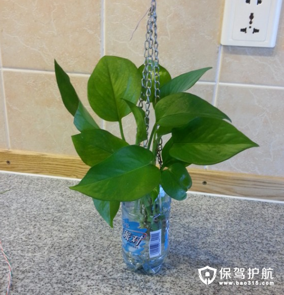 绿萝水培花瓶的制作方法