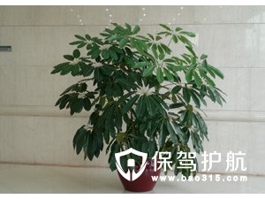 大叶伞