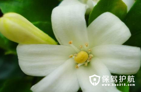 九里香什么时候开花