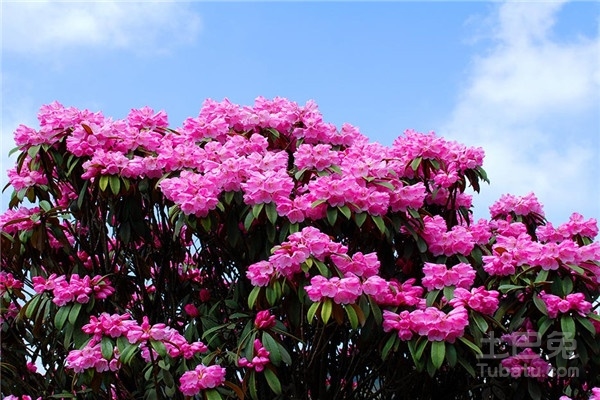 杜鹃花是什么颜色 杜鹃花的种植方法