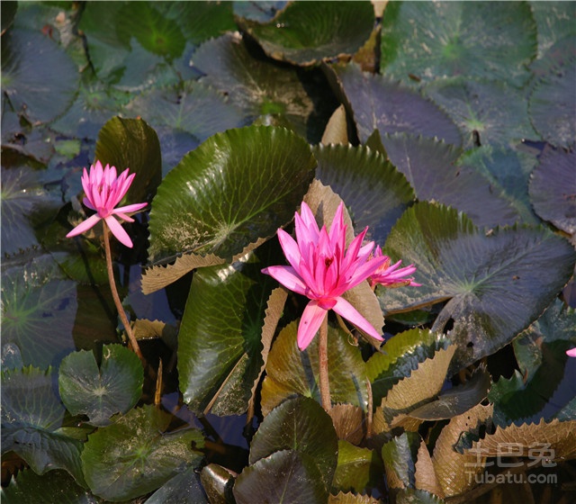 藏红花色水芹及其毒性介绍 保驾护航装修网