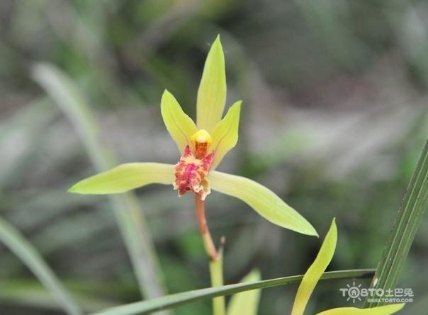 兰花4月上中旬可去网开窗,多照阳光促其生长.