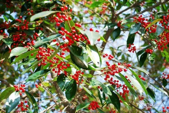 红果冬青树简介及种植方法