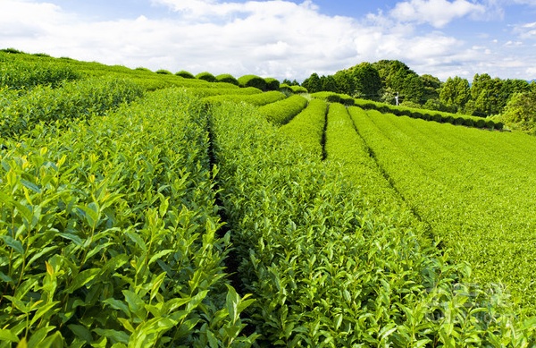 有机茶叶价格及种植方法