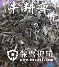 牛更草的别名叫什么牛更草的功效是什么