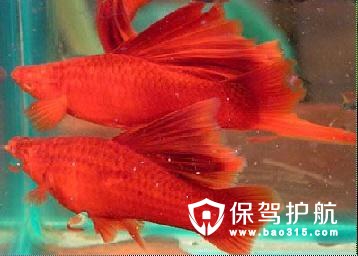 红箭鱼图片红箭鱼喜欢吃什么