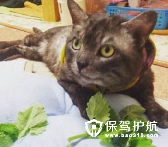 猫薄荷怎么用