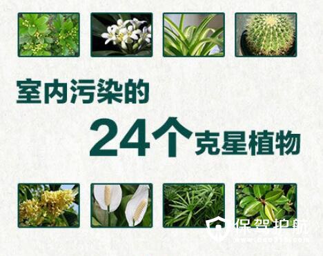 天然“空气净化器” 家里可以摆放的24种植物 ????