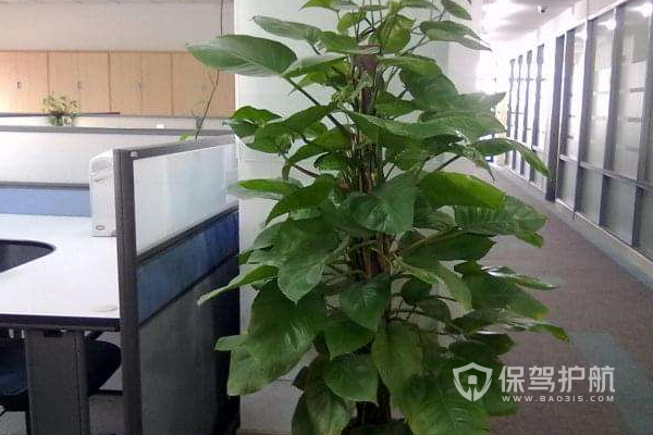 办公室植物摆放效果-保驾护航装修网