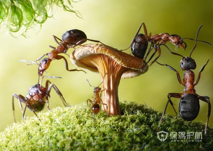 家中有蚂蚁怎么办-保驾护航