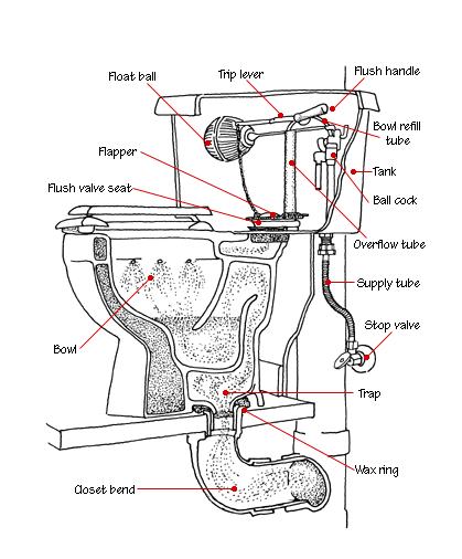 勺子卡马桶解剖图图片