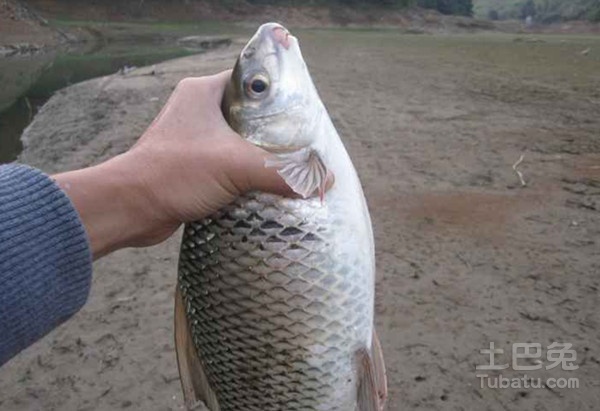 鯪魚圖片及其介紹